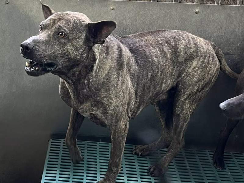 Tabby adult male mixed-breed dog, Medium, shelter no. …9019