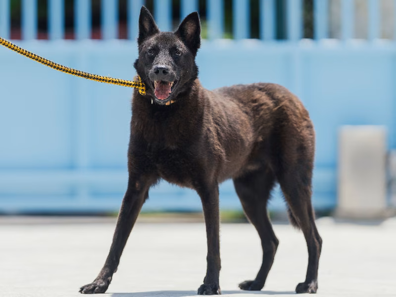 Black adult male mixed-breed dog, Medium, shelter no. …2002