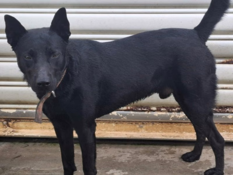 Black adult male mixed-breed dog, Medium, shelter no. …1902