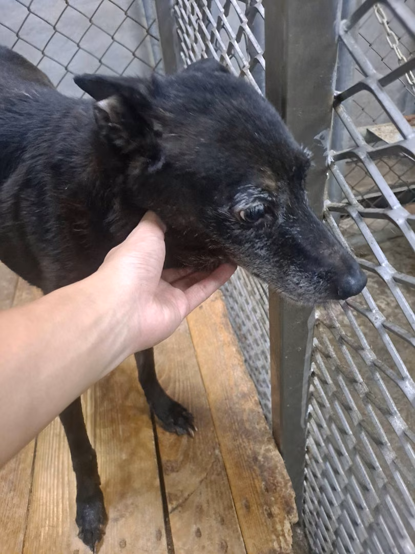 Tan adult female mixed-breed dog, Medium, shelter no. …0012