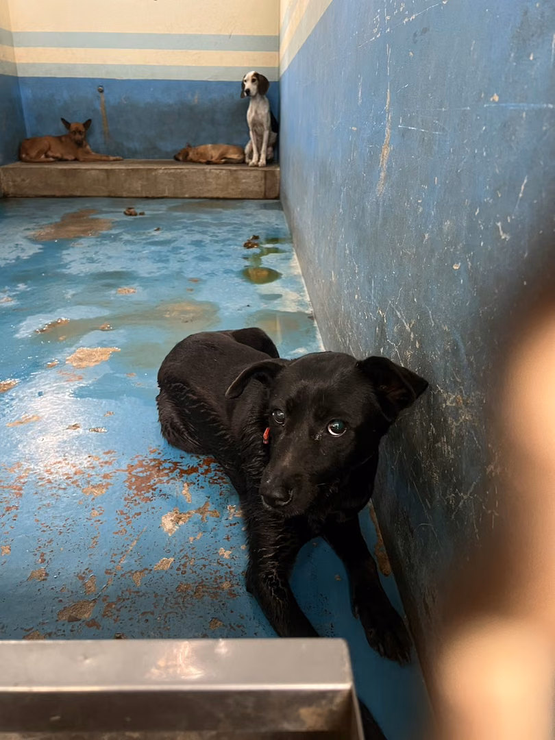 Black adult female mixed-breed dog, Medium, shelter no. …5013