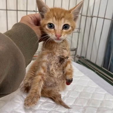 Orange young mixed-breed cat, Small, shelter no. …7002