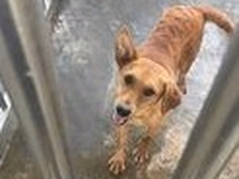 Tan adult female mixed-breed dog, Large, shelter no. …9038