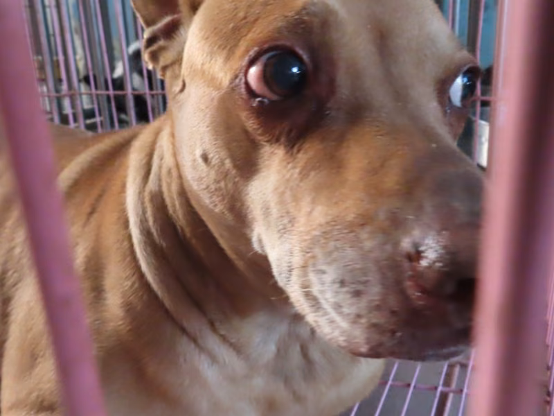 Tan adult female mixed-breed dog, Medium, shelter no. …1-11