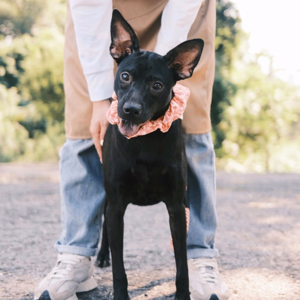 Black young female mixed-breed dog, Small, shelter no. …0001