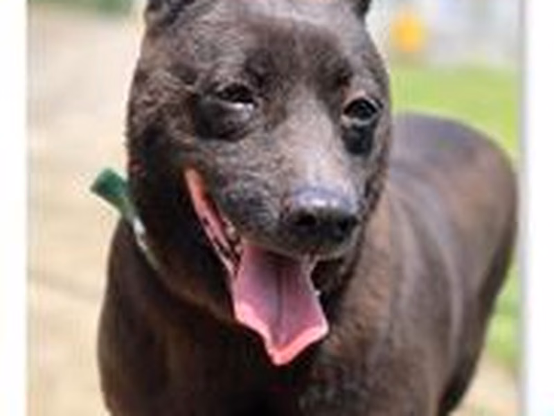 Black adult female mixed-breed dog, Medium, shelter no. …2315