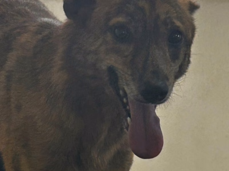 Tabby adult female mixed-breed dog, Medium, shelter no. …5045