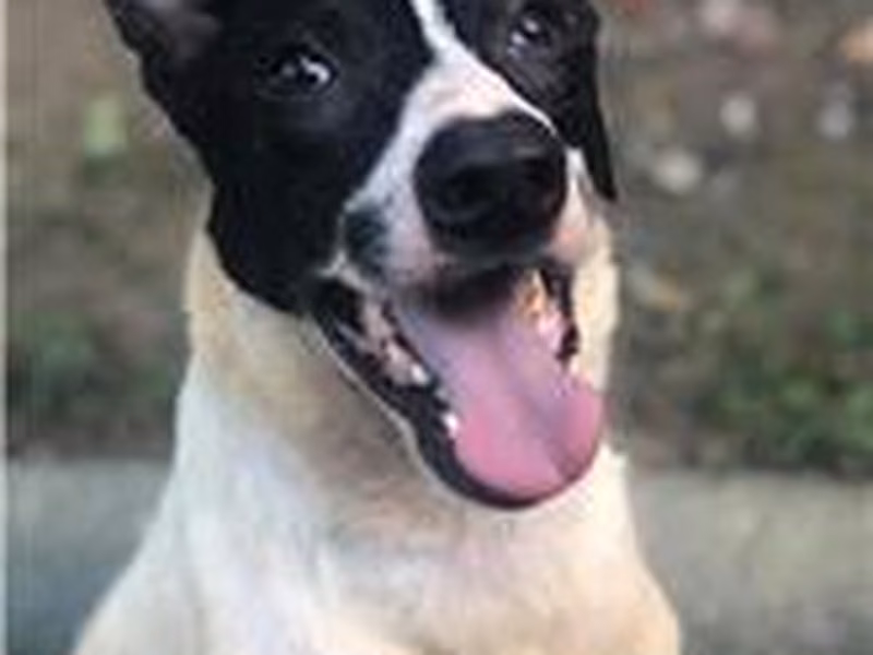 Black-and-white young male mixed-breed dog, Small, shelter no. …1106