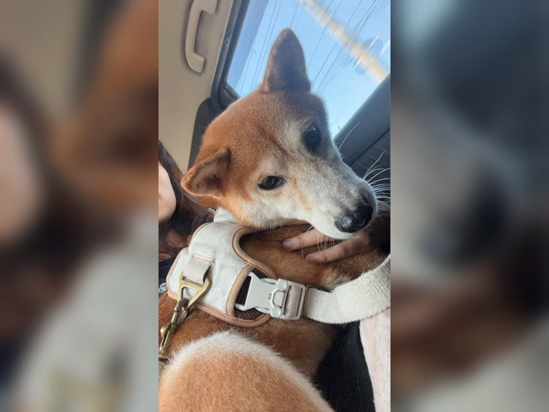 Tan adult female Shiba Inu, Medium, shelter no. …7-07