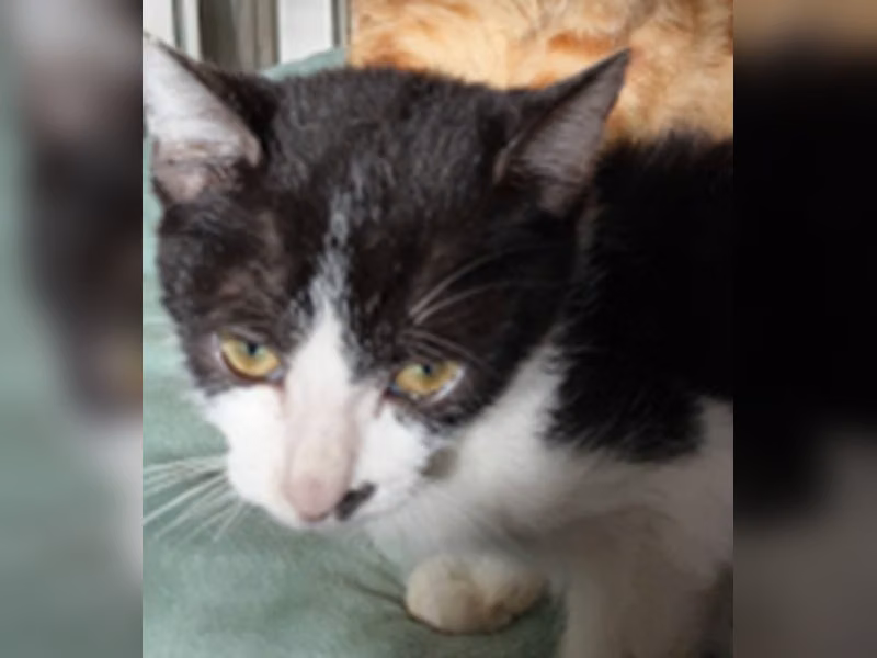 Black-and-white adult male mixed-breed cat, Medium, shelter no. …5003