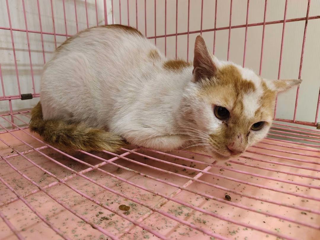 Orange-and-white adult male mixed-breed cat, Medium, shelter no. …1302