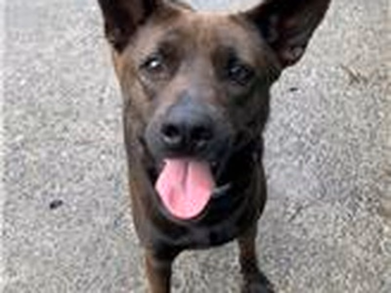 Black adult female mixed-breed dog, Medium, shelter no. …2004