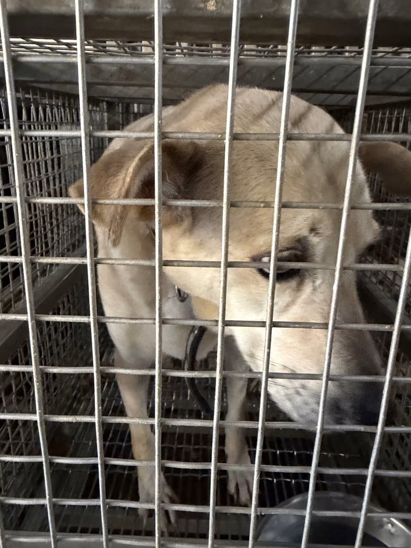 White adult female mixed-breed dog, Medium, shelter no. …1-09
