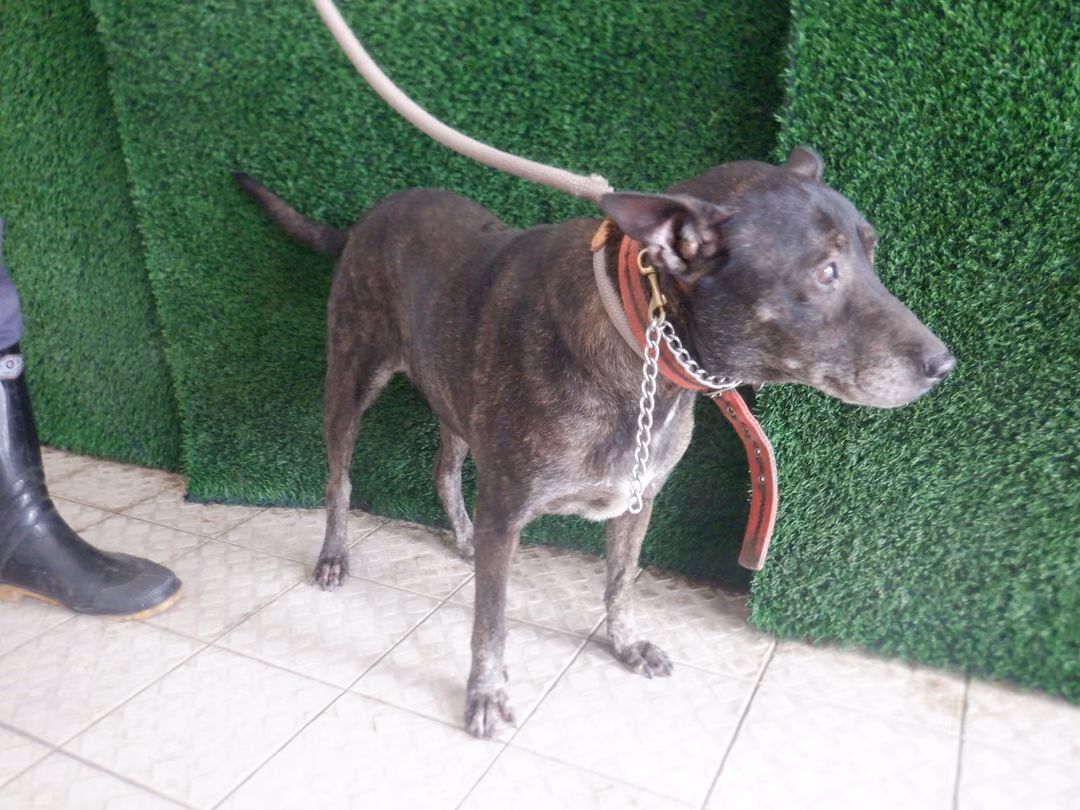Tabby adult female mixed-breed dog, Medium, shelter no. …3866