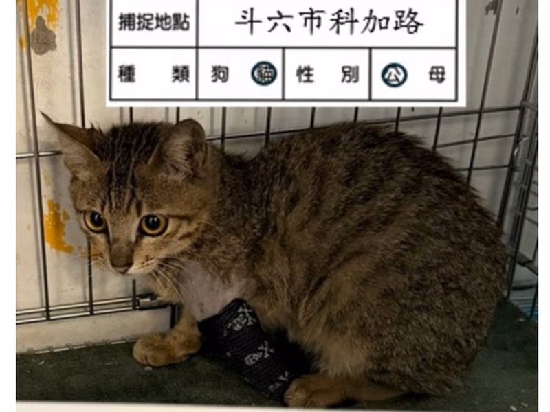 Pusang halo ang lahi (Lalaki, Bata, may guhit), Katamtaman, blg. ng shelter …006C