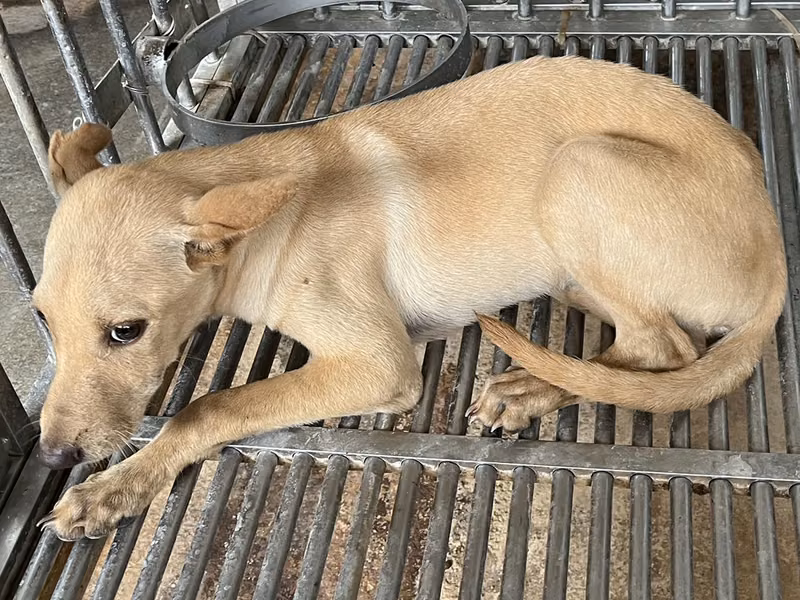 Tan young male mixed-breed dog, Small, shelter no. …7001