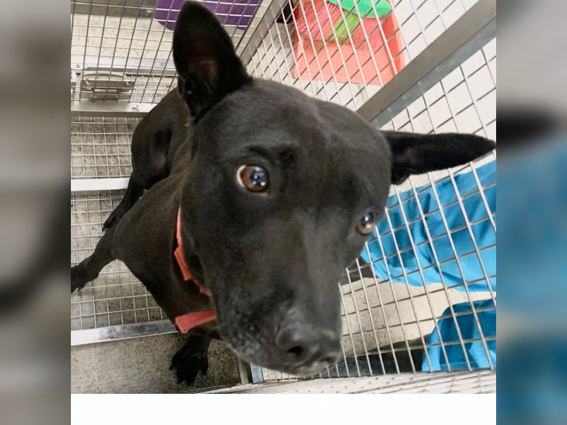Black adult male mixed-breed dog, Medium, shelter no. …3004