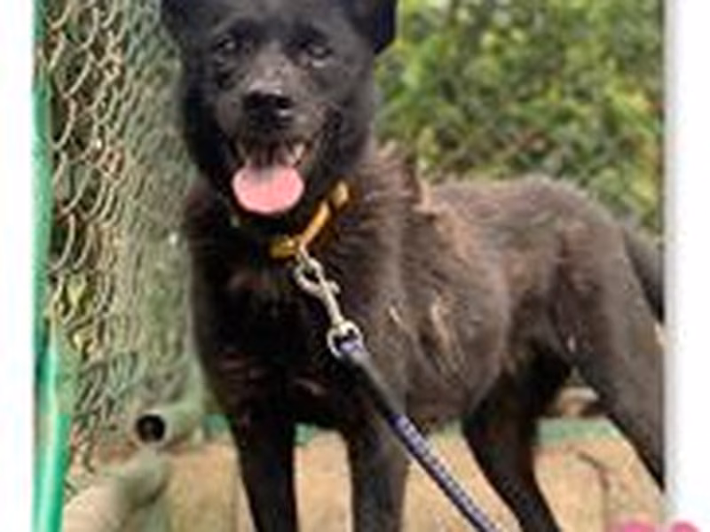 Black adult female mixed-breed dog, Small, shelter no. …1409