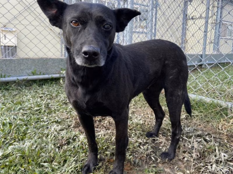 Black adult female mixed-breed dog, Medium, shelter no. …2603
