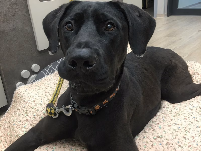 Black adult male mixed-breed dog, Large, shelter no. …3002