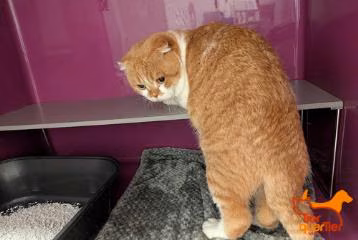 White adult male Scottish Fold, shelter no. …4376