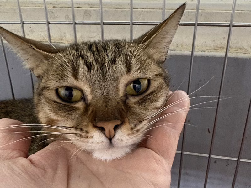 Tabby young female mixed-breed cat, Medium, shelter no. …5007