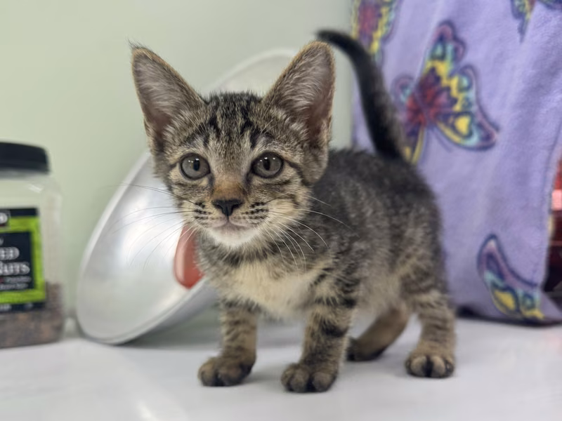 Tabby young female mixed-breed cat, Small, shelter no. …3002