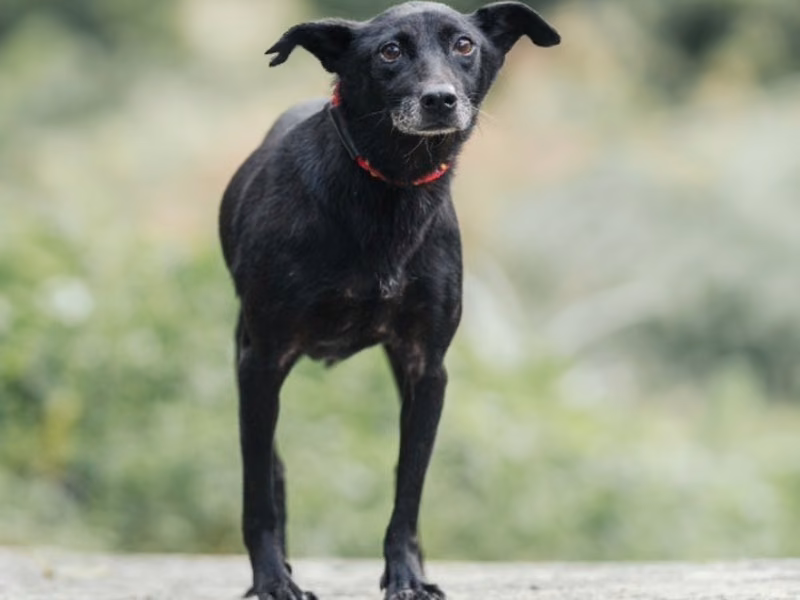 Black adult female mixed-breed dog, Small, shelter no. …1002