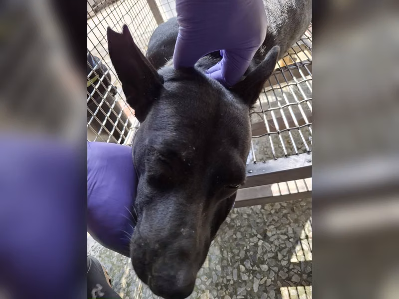 黑色成年母混種犬，大型, 收容編號 …0106