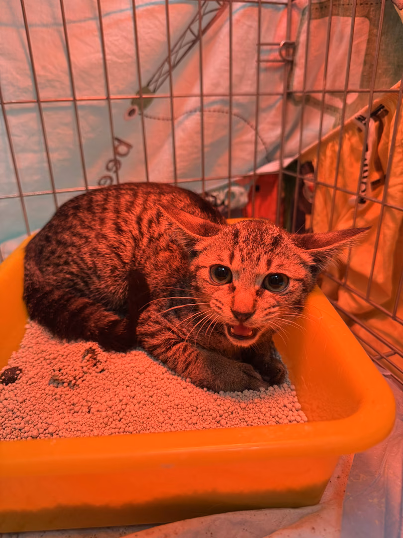 Tabby young female mixed-breed cat, Small, shelter no. …1010