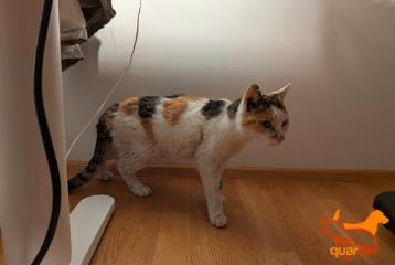 Female European Shorthair, shelter no. …4326