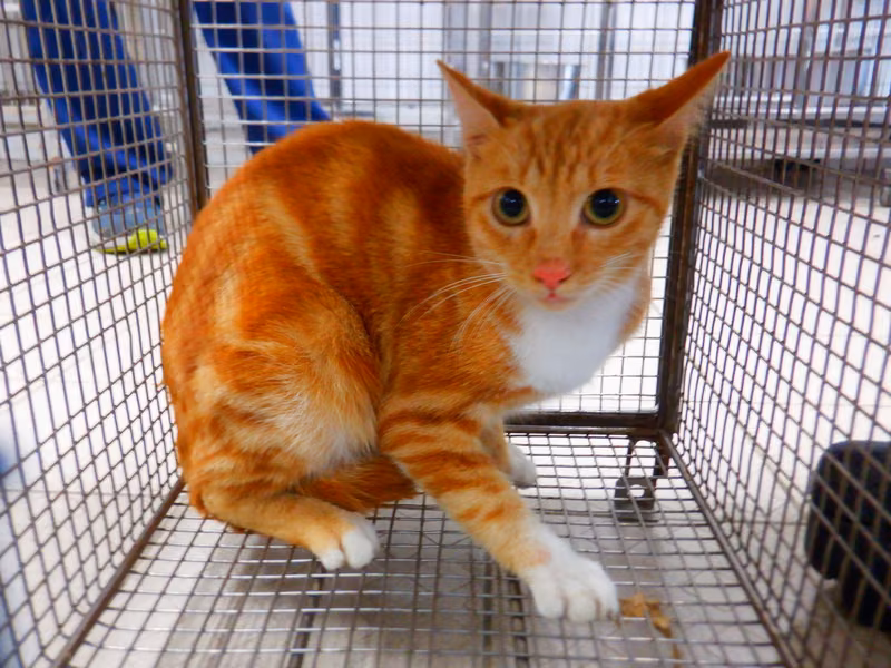 Orange-and-white adult female mixed-breed cat, Small, shelter no. …13C1