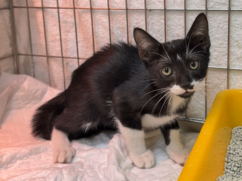 Black-and-white young male mixed-breed cat, Small, shelter no. …3001