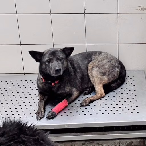 Tabby adult female mixed-breed dog, Small, shelter no. …8003