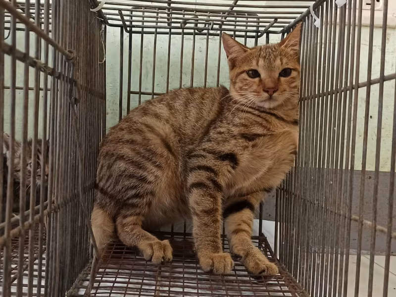Adult female mixed-breed cat, Small, shelter no. …4C02