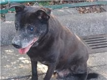 Black adult male mixed-breed dog, Medium, shelter no. …0904