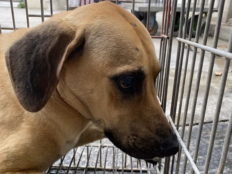 Tan adult male mixed-breed dog, Medium, shelter no. …0-23