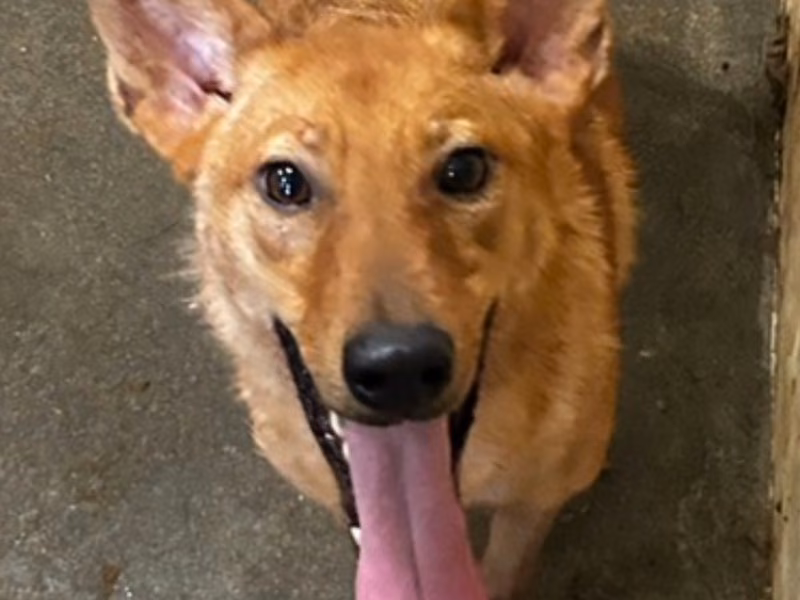Tan adult female mixed-breed dog, Medium, shelter no. …6004