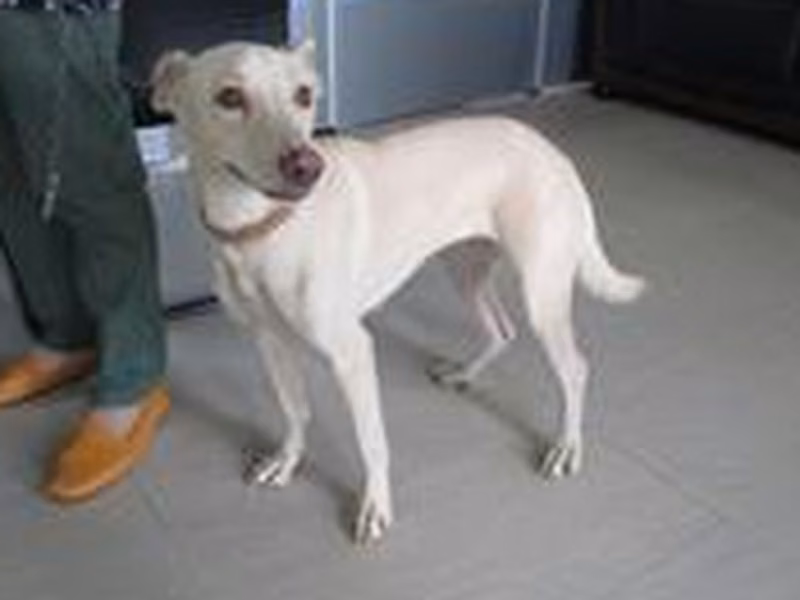 Cream adult female mixed-breed dog, Medium, shelter no. …5552