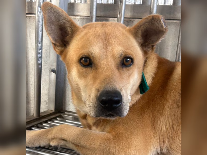 Tan adult male mixed-breed dog, Large, shelter no. …5001