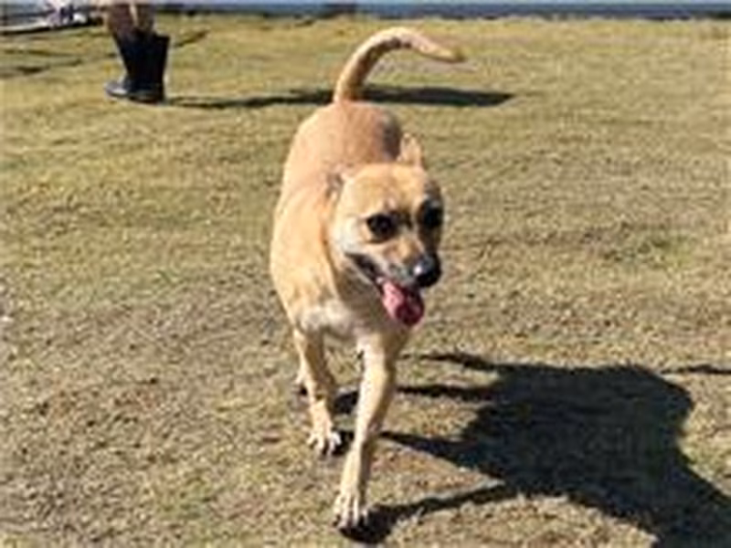 Tan adult female mixed-breed dog, Medium, shelter no. …0001