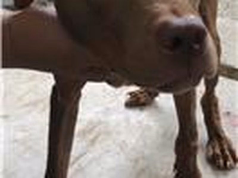 Brown adult male mixed-breed dog, Medium, shelter no. …1007