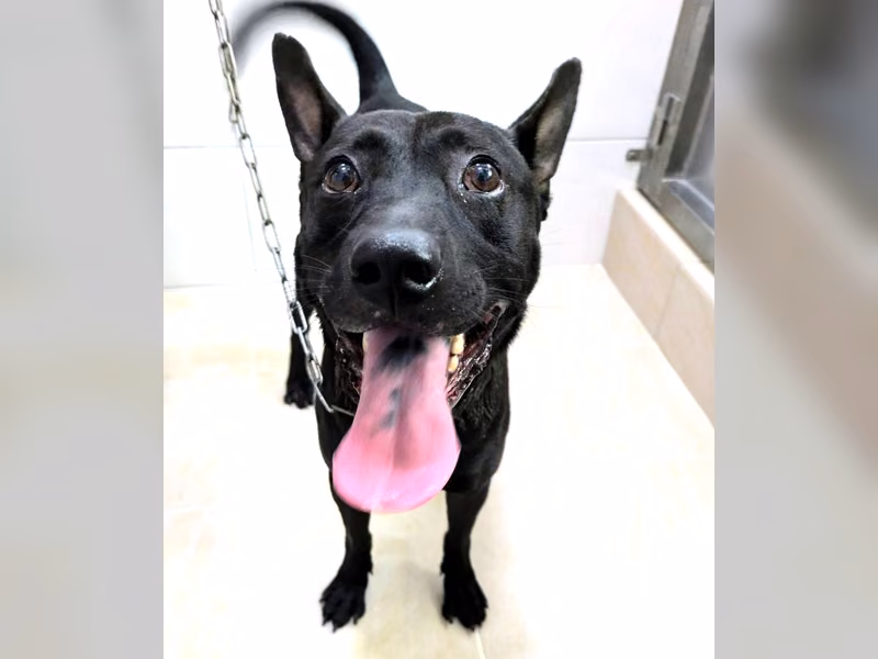 Black adult male mixed-breed dog, Medium, shelter no. …0003