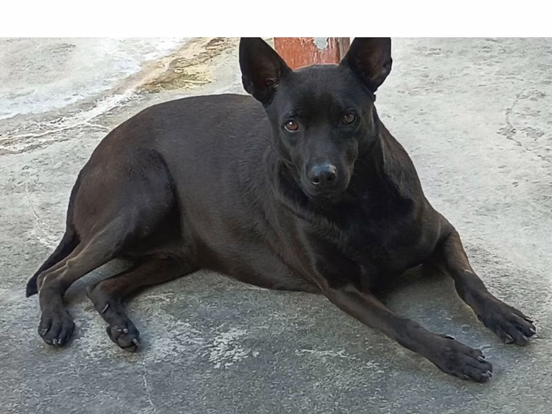 Black adult female mixed-breed dog, Large, shelter no. …292D
