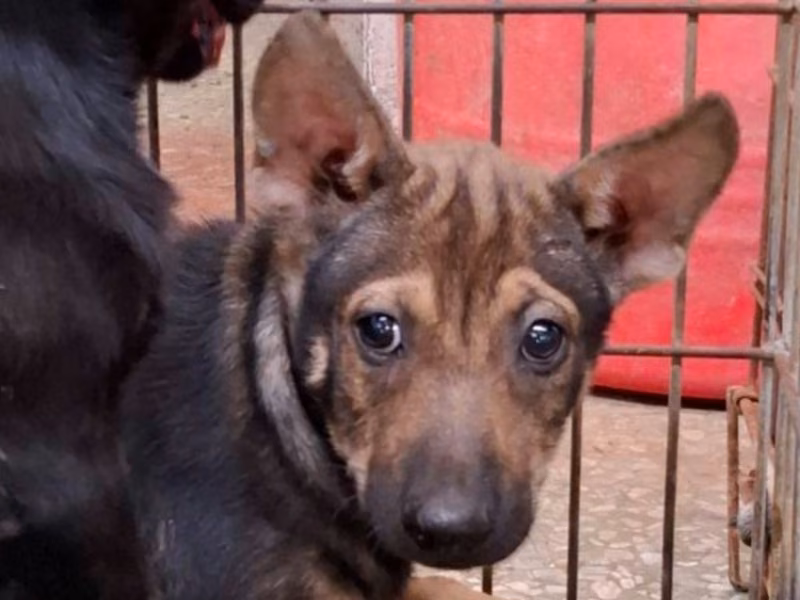 Black-and-tan young male mixed-breed dog, Small, shelter no. …1-04
