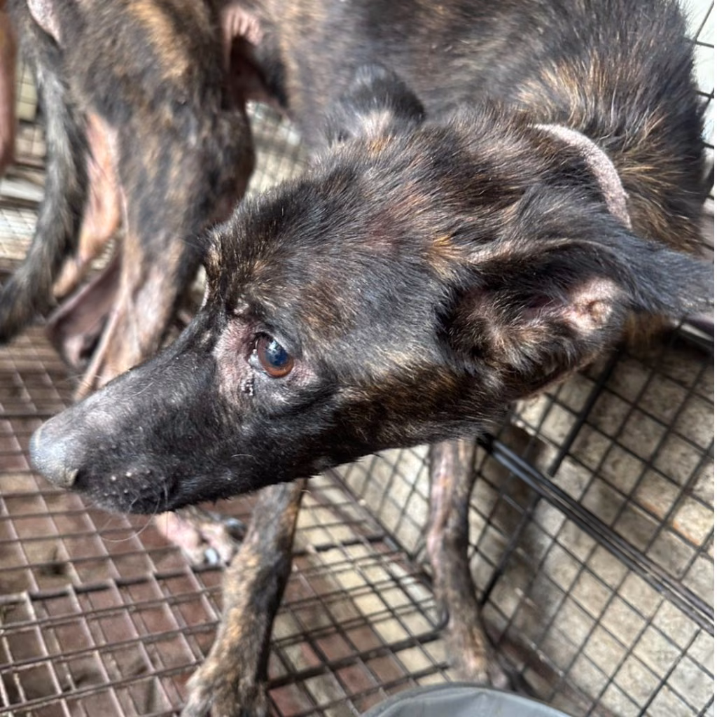 Tabby adult male mixed-breed dog, Medium, shelter no. …1043