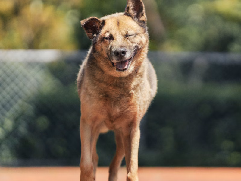 Black-and-tan adult male mixed-breed dog, Medium, shelter no. …3108