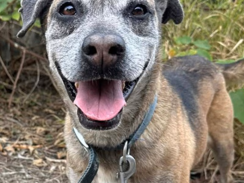 Black-and-tan adult female mixed-breed dog, Medium, shelter no. …5-03
