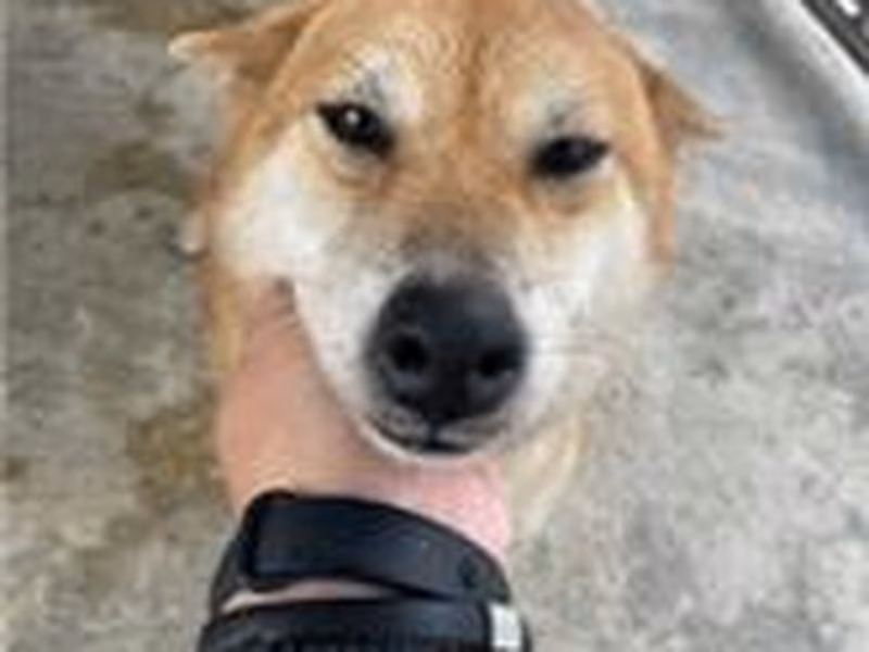 Tan adult female Shiba Inu, Medium, shelter no. …9009