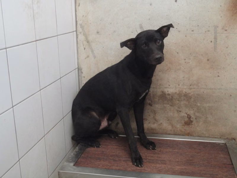 Black adult male mixed-breed dog, Medium, shelter no. …0301